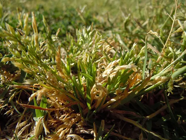 Annual meadow-grass: The short flower head and annual habit.