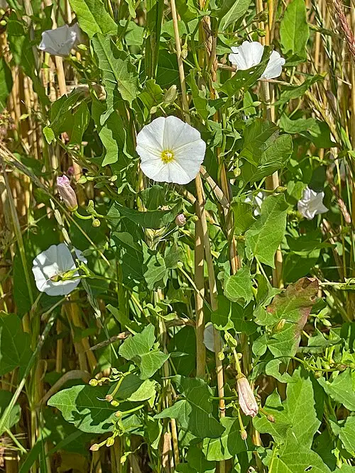 Bindweed (hedge, large and field): Field bindweed flowers and leaves.