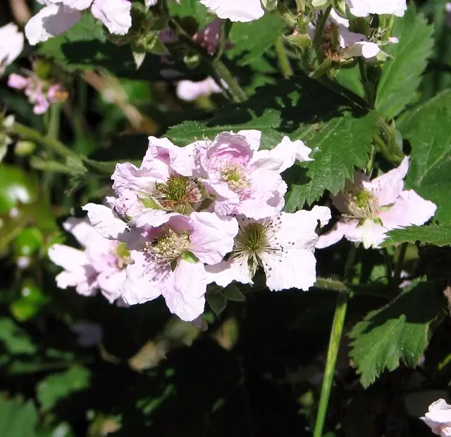 Bramble: Flowers close up.