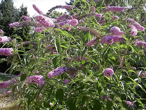 Butterfly bush (buddleja): The whole shrub, showing its arching habit.