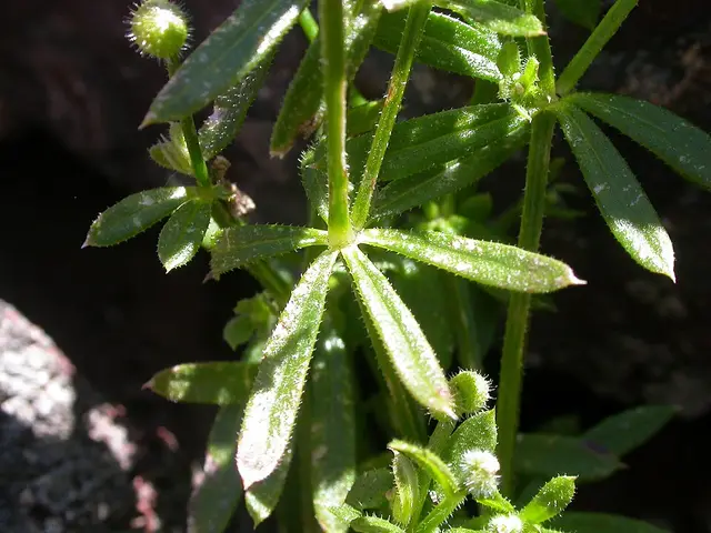 Cleavers (goosegrass, sticky willie): A stem with its rings of leaves.