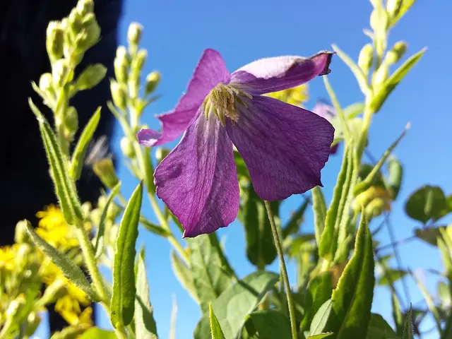 Clematis: Clematis viticella in flower, another Group 3 clematis.