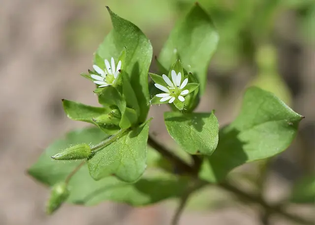 Common chickweed: Growing in a garden: the floppy habit and paired leaves.