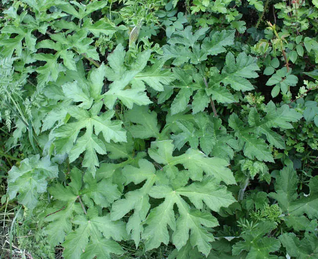 Common hogweed: Common hogweed leaves, in England: coarse, hairy and cut into broad lobes. Giant hogweed's leaves are far bigger, up to 1.5 m.
