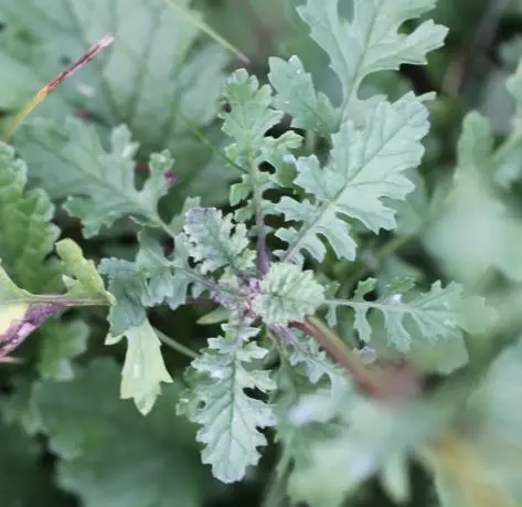 Common ragwort: A young ragwort rosette in late October: how you meet it before it flowers.