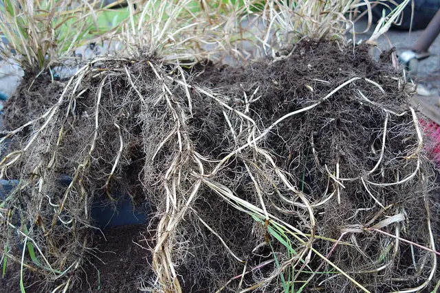 Couch grass: Rhizomes grown in one summer in a test box. This is how you meet couch in a border.