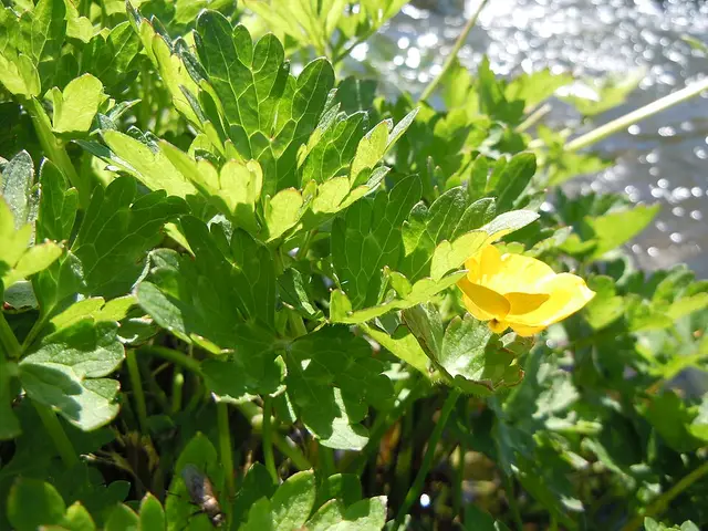 Creeping buttercup: The divided leaf: its segments are stalked, which is the stalk test.