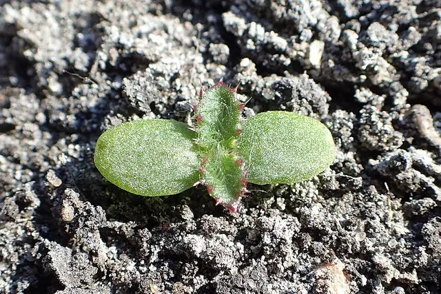 Creeping thistle: A seedling: spiny even when young.