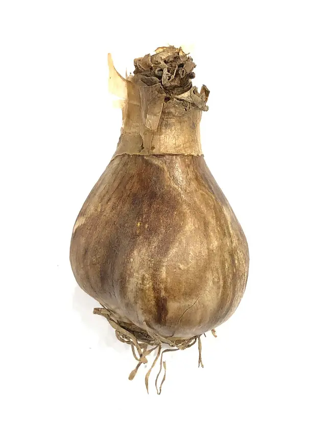 Daffodil: A daffodil bulb ready for planting: how you meet it in September.