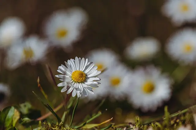 Daisy: Flowering in a mown park lawn.