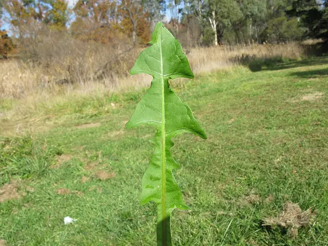 Dandelion: A single leaf, showing the toothed shape.