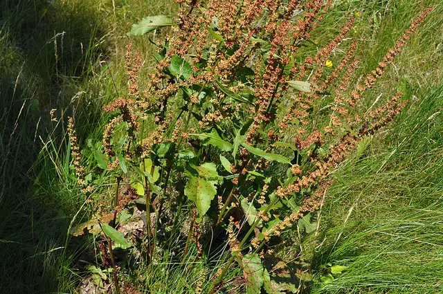 Docks (broad-leaved and curled): Curled dock: the whole plant, with wavy leaves and a rusty seed head.