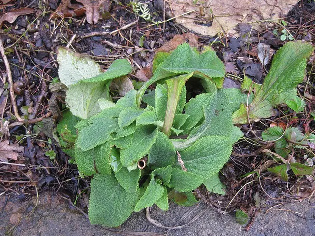 Foxglove: A first-year leaf rosette in a garden: how you meet it in September. Gloves on.