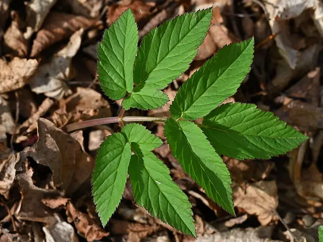 Ground elder: A single leaf, split into leaflets.
