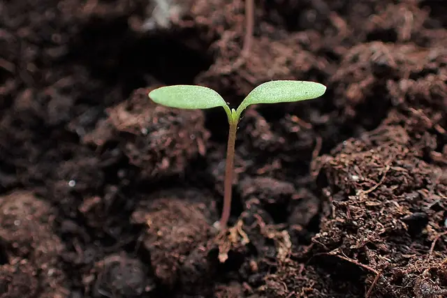 Groundsel: A seedling, the way you meet it in freshly weeded soil.