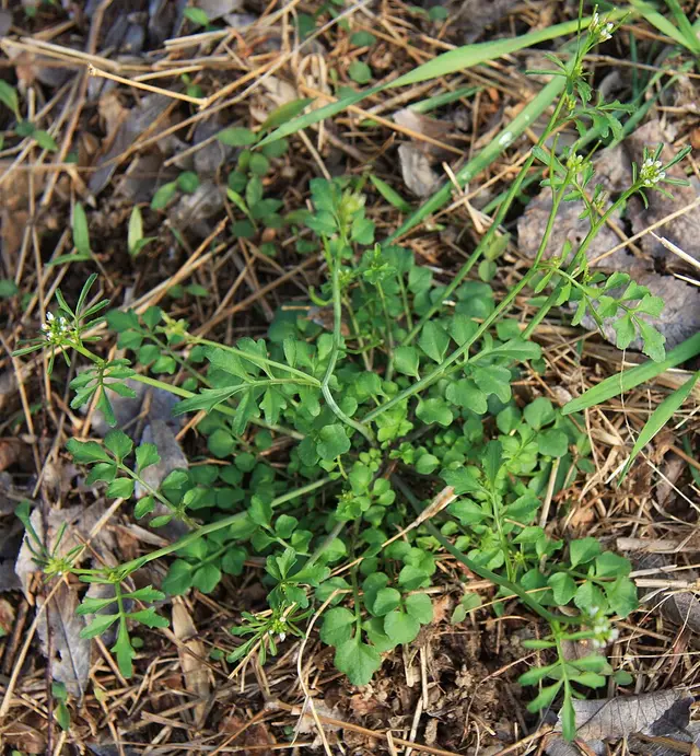 Hairy bittercress: The leaf rosette, with early flowers and a few seed pods.