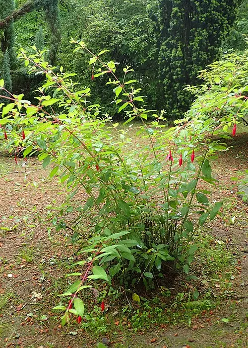 Hardy fuchsia: 'Riccartonii' as a whole shrub: slim arching stems hung with small red flowers.
