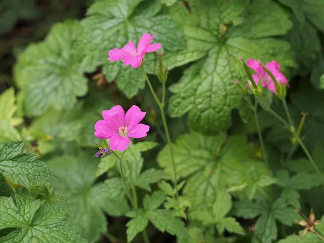 Hardy geranium (cranesbill): Geranium × oxonianum 'Claridge Druce', photographed on 18 September: the mid-September look.