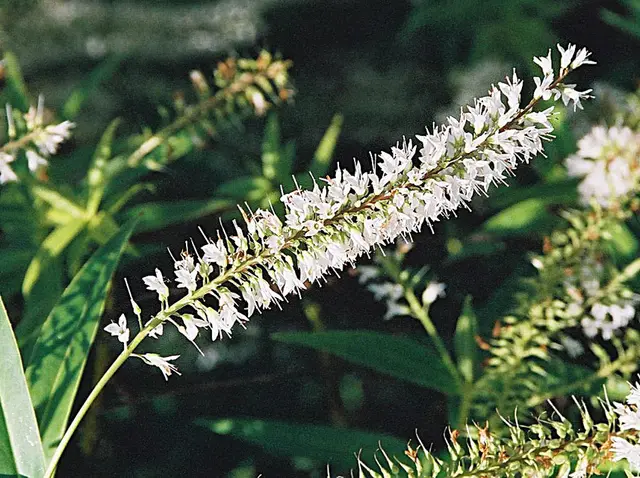 Hebe (shrubby veronica): A long-leaved hebe (Hebe salicifolia, now Veronica) in flower.