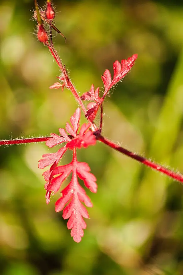 Herb robert: Leaves turned red: the September look.