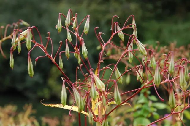 Himalayan balsam: Seed pods, which burst open when touched.