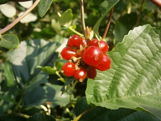 Honeysuckle: Glossy red berries: the mid-September look. Not to be eaten.
