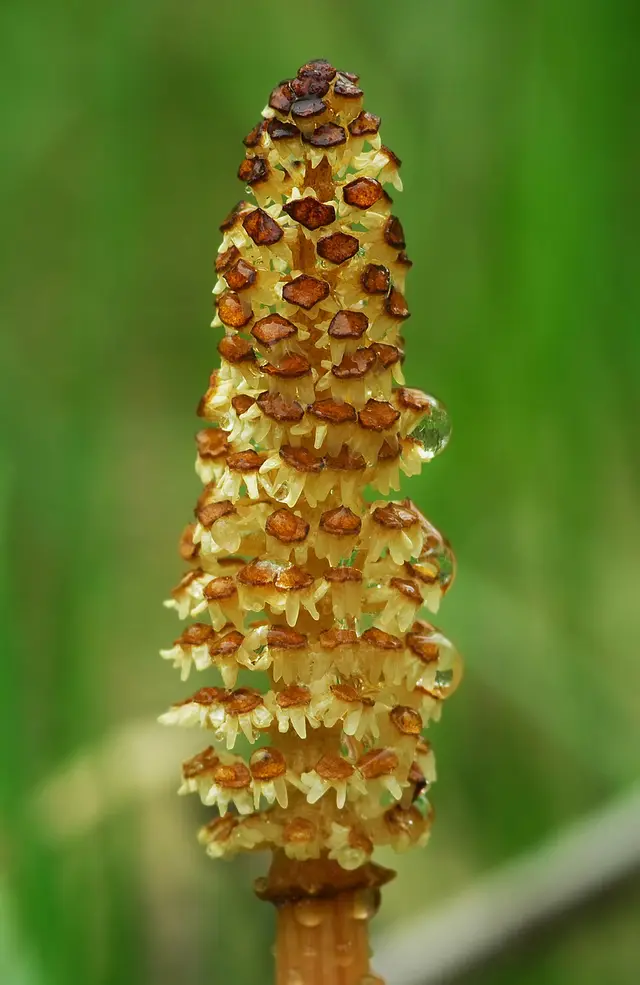Horsetail (mare's tail): The brown spring stem with its spore cone.