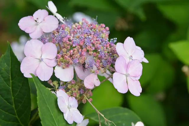 Hydrangea (mophead and lacecap): Lacecap: a flat head of tiny flowers ringed by larger showy florets.