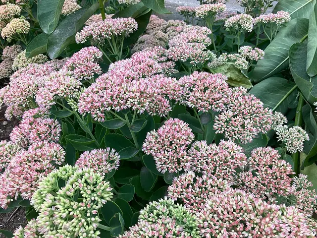Ice plant (sedum): The plant coming into full flower: fleshy leaves under flat heads.