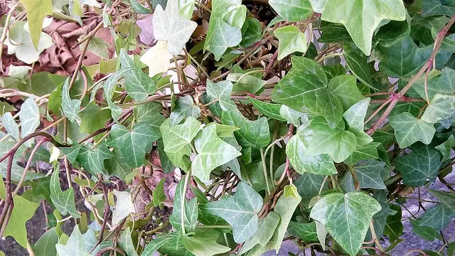 Ivy: Leaves close up.