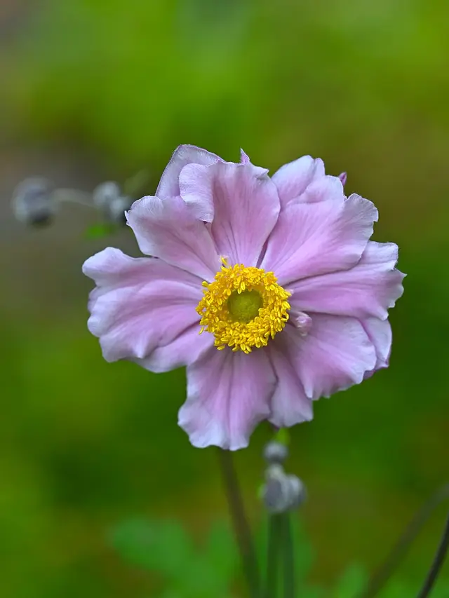 Japanese anemone: The pink form 'Königin Charlotte'.