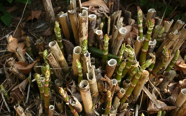 Japanese knotweed: Stems and new shoots.