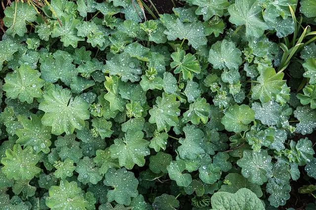 Lady's mantle: The plant in a garden.