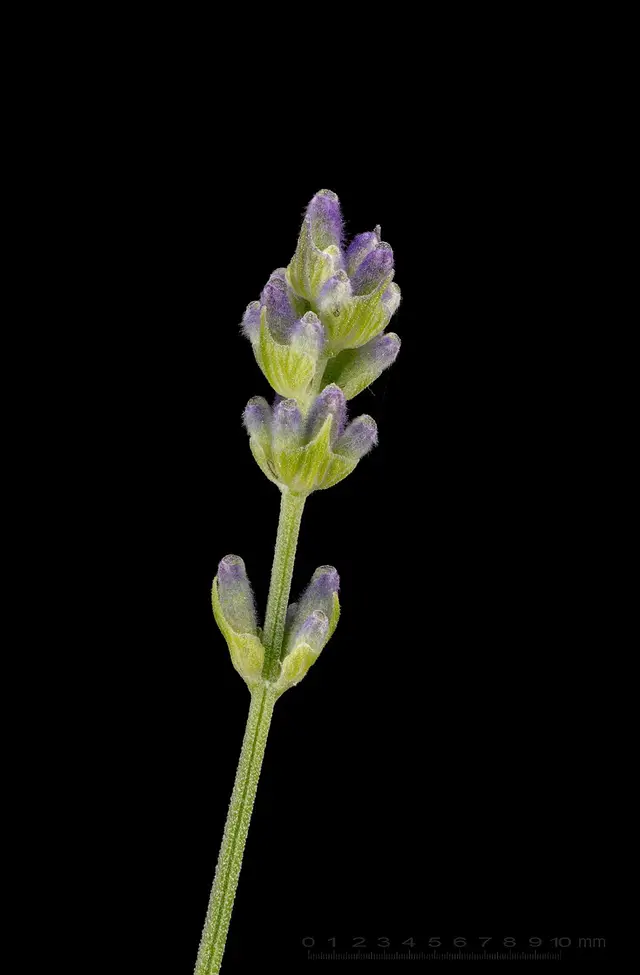 Lavender: Flower spikes and leaves close up.