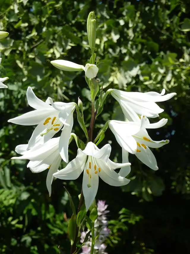 Lilies: Madonna lily (Lilium candidum) flowers.