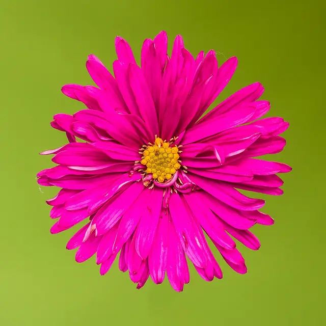 Michaelmas daisy: A flower of the cultivar 'Winston Churchill'.