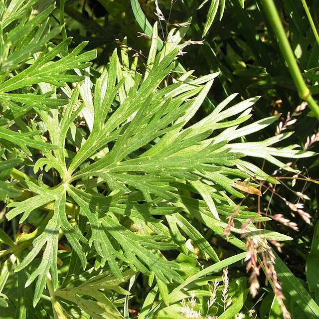 Monkshood: A leaf, deeply cut into toothed lobes. Compare it with hardy geranium.