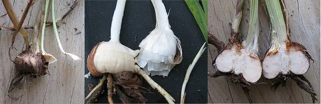 Montbretia (crocosmia): Crocosmia corms: whole, partly peeled and split. Each one left in the soil makes a new plant.