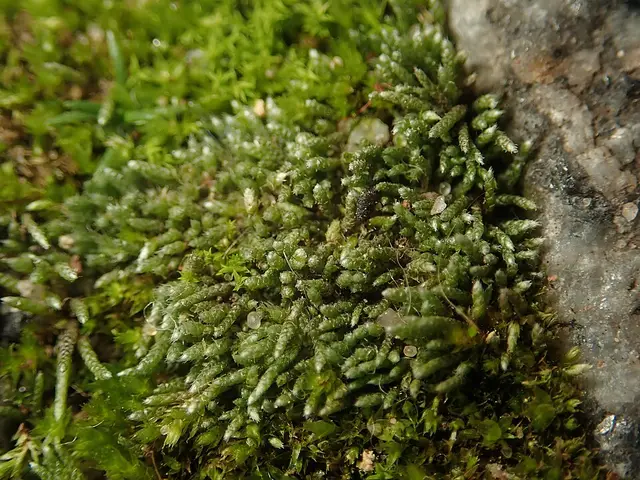 Moss (lawns and paving): Silvery bryum, a small cushion moss of the kind found in paving cracks.