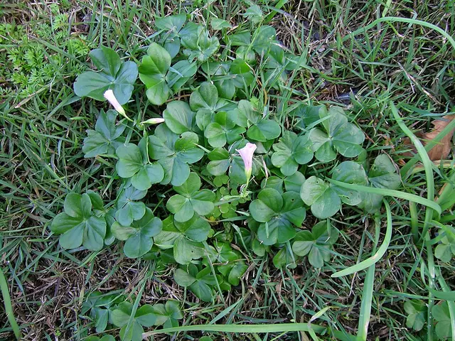 Oxalis: Pink-sorrel (Oxalis debilis), one of the bulbous kinds.
