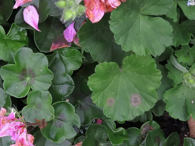Pelargonium (bedding "geranium"): Leaves side by side: ivy-leaved on the left, zonal on the right.