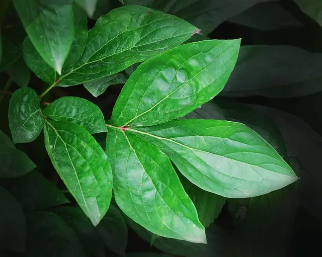 Peony: A herbaceous peony leaf: how you meet it in September.