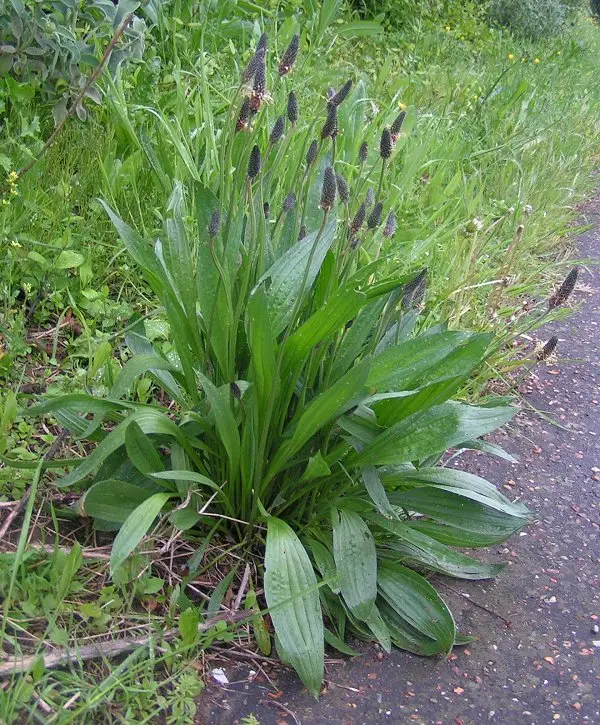 Plantains (greater and ribwort): Ribwort plantain, photographed in Essex: narrow leaves and short dark flower heads.