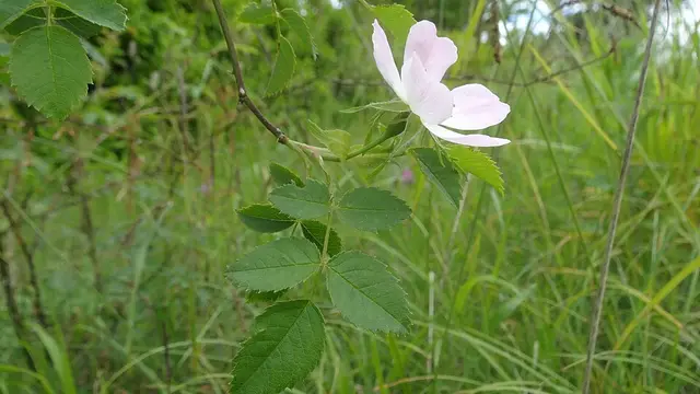Rose: Dog rose leaf: toothed leaflets in pairs, with one at the tip. This is the look-alike, and what a sucker from a rose rootstock looks like.