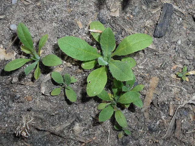 Shepherd's purse: Seedlings with their first leaves.