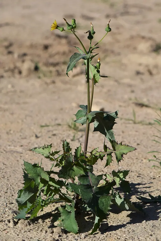 Smooth sow-thistle: The whole plant: branched and leafy.
