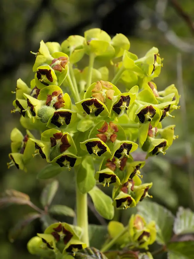 Spurges: Mediterranean spurge (Euphorbia characias), a garden euphorbia, with flowers and fruits.
