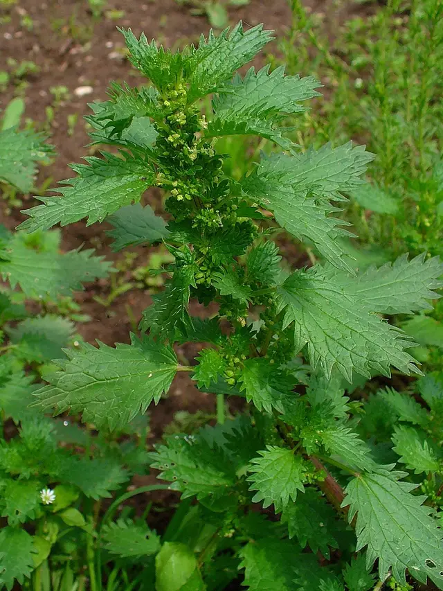 Stinging nettle: Small (annual) nettle with its flower clusters. Compare the leaf size.