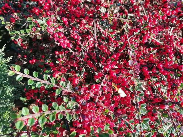Wall cotoneaster and the other Schedule 9 garden plants: Wall cotoneaster berries, photographed at the end of October.