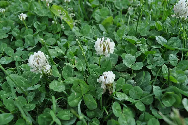 White clover: The whole plant: creeping stems, three-leaflet leaves and flowers.